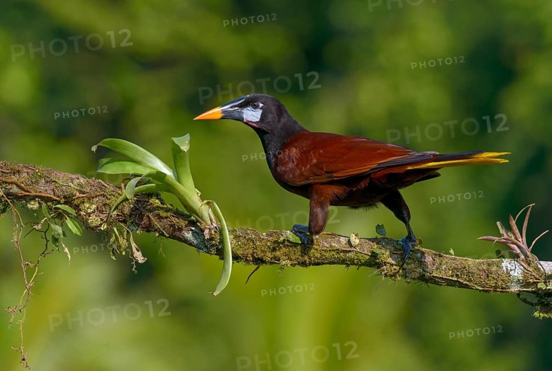 Montezuma-Oropendola (Psarocolius montezuma) at Laguna Lagarto Lodge near Boca Tapada, Costa Rica