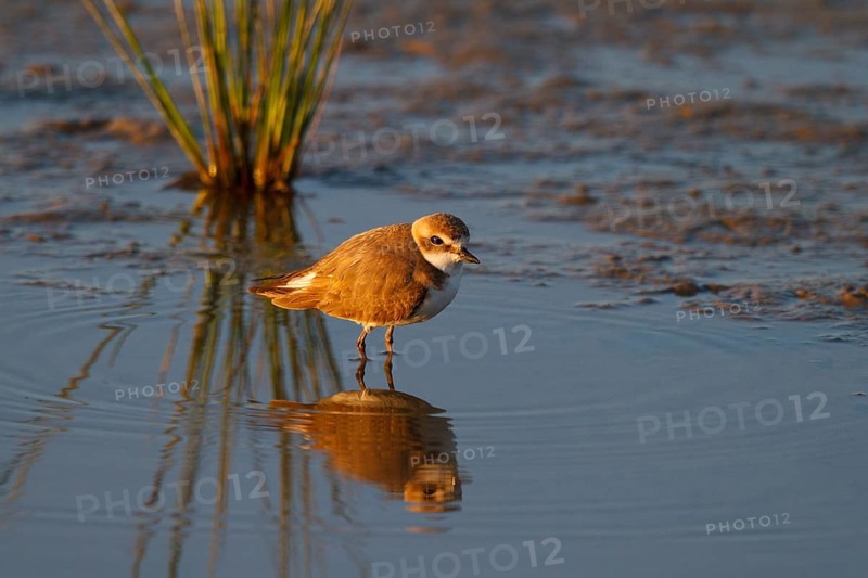 Kentish Plover (Charadrius alexandrinus) female, Mallorca, Spain