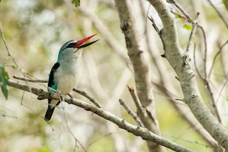 Woodland Kingfisher (Halcyon senegalensis) calling, Mpumalanga, South Africa