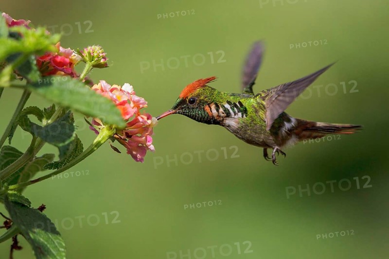 Frilled Coquette (Lophornis magnificus) flying and feeding at a flower in the Atlantic rainforest of southeast Brazil