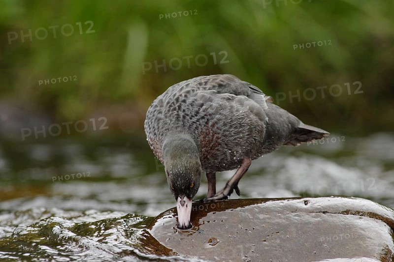 Blue Duck (Hymenolaimus malacorhynchos), New Zealand