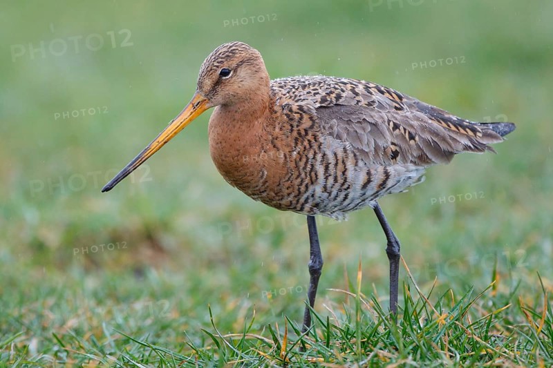 Black-tailed Godwit (Limosa limosa) foraging, Netherlands