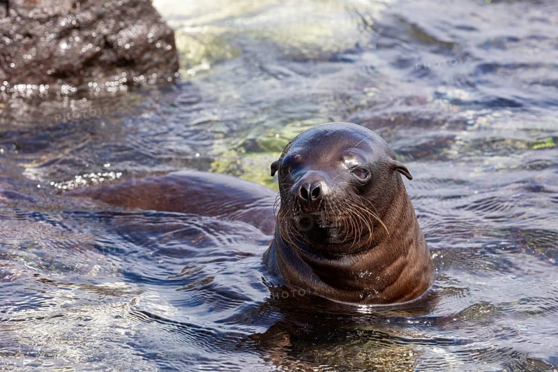 Sea lions (Zalophus wollebaeki), Galapagos, Ecuador