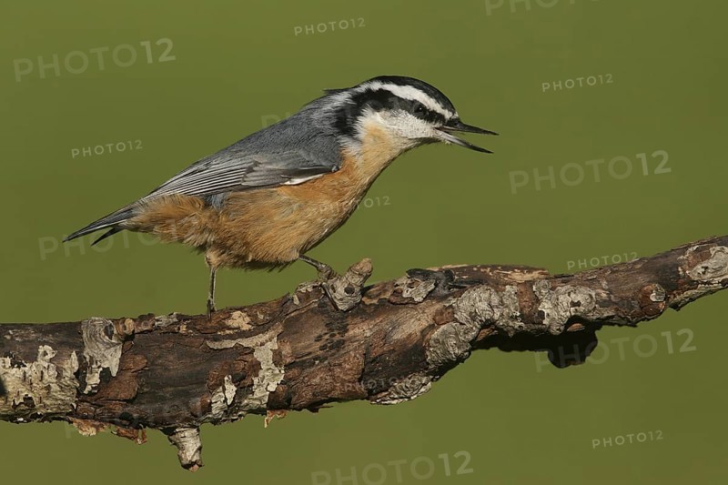 Red-breasted Nuthatch (Sitta canadensis) singing, Ohio, USA