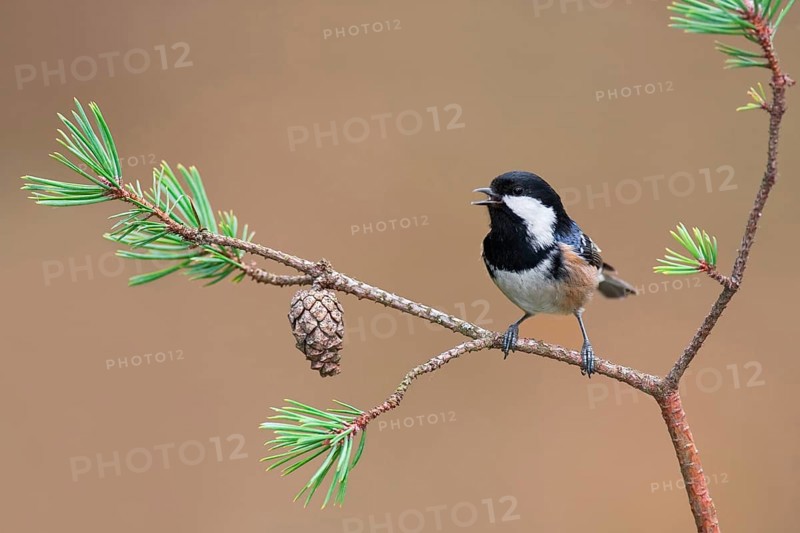 Coal Tit (Periparus ater) singing, Mecklenburg-Western Pomerania, Germany