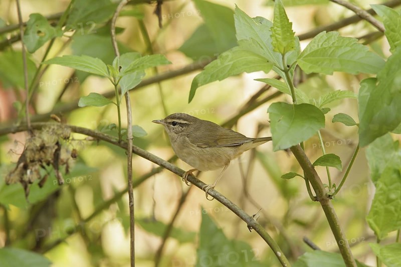 Radde's Warbler (Phylloscopus schwarzi), Khao Yai, Thailand