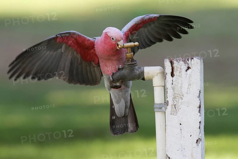 Galah (Eolophus roseicapilla), Australia
