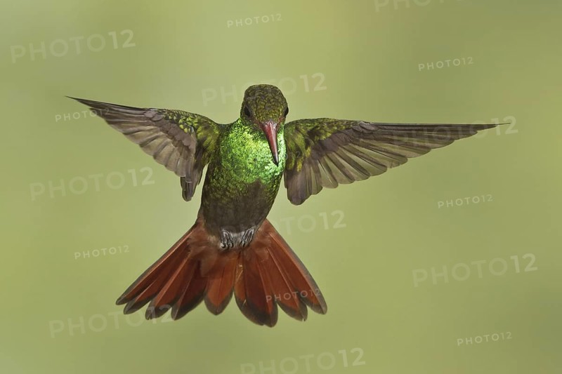 Rufous-tailed Hummingbird (Amazilia tzacatl), Costa Rica