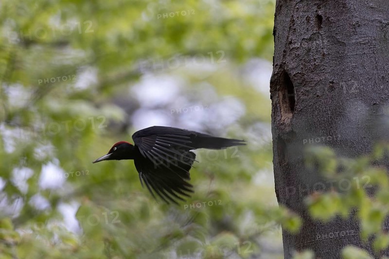 Black Woodpecker (Dryocopus martius) male flying away from breeding cavity, North Rhine-Westphalia, Germany