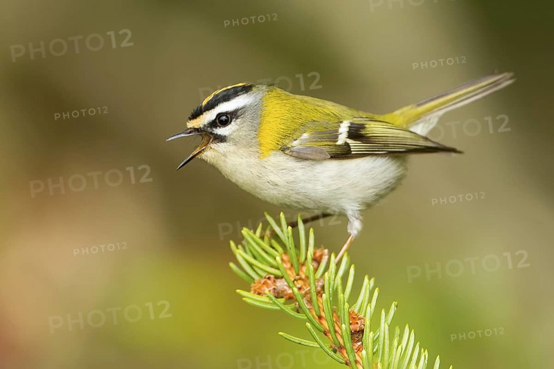 Common Firecrest (Regulus ignicapilla) singing, Baden-Wuerttemberg, Germany