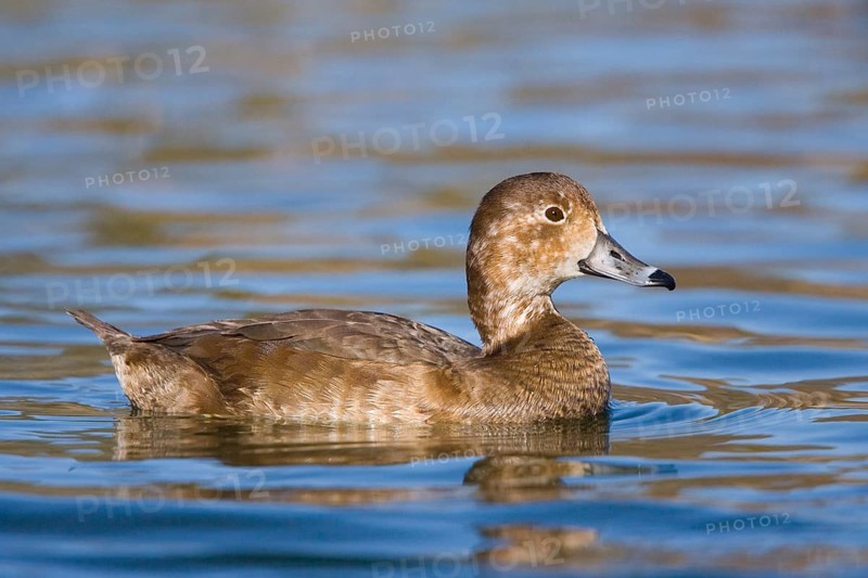 Redhead Aythya americana Tucson, ARIZONA, United States March Adult Female Anatidae