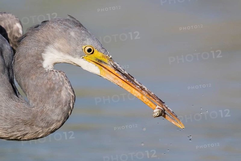 Western Reef Heron (Egretta gularis) eating a fish, Eilat, Israel