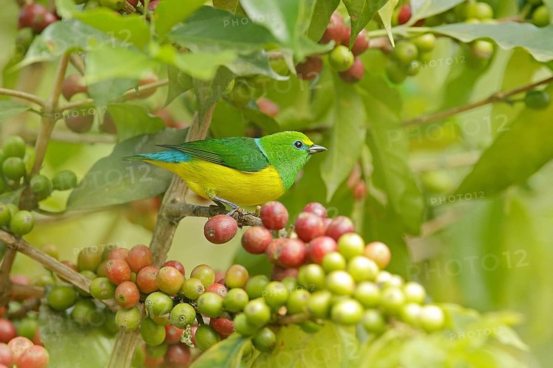 Exotic birds with fruits. Cute birds. Beautiful tanager Blue-naped Chlorophonia, Chlorophonia cyanea, exotic tropical green songbird from Colombia. Wildlife from South America. Birdwatching Colombia