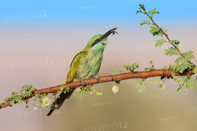 Green Bee-eater (Merops orientalis) with bee prey in beak, Eilat, Israel