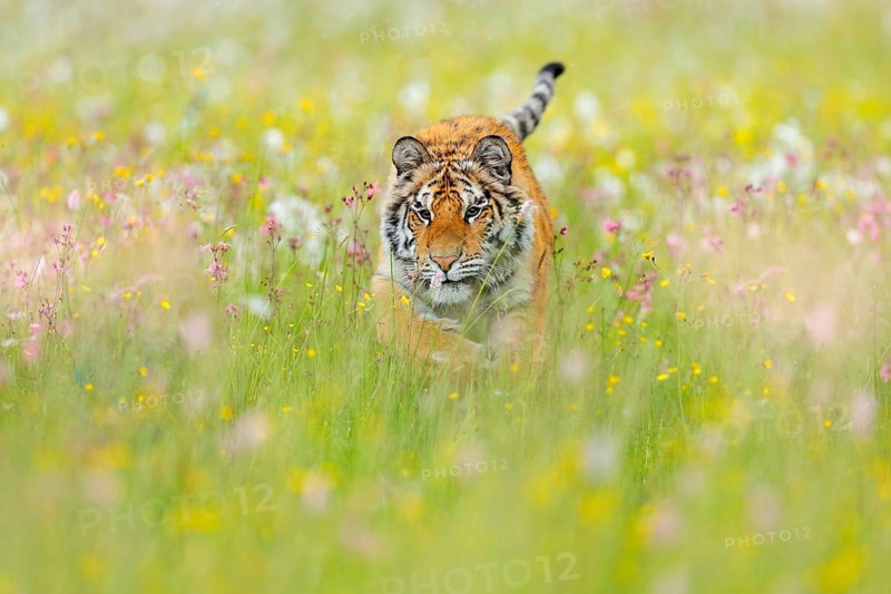 Tiger with pink and yellow flowers. Amur tiger walk in the cotton grass. Flowered meadow with dangerous animal. Wildlife from summer Russia. Big cat in the nature habitat, sunny day in spring