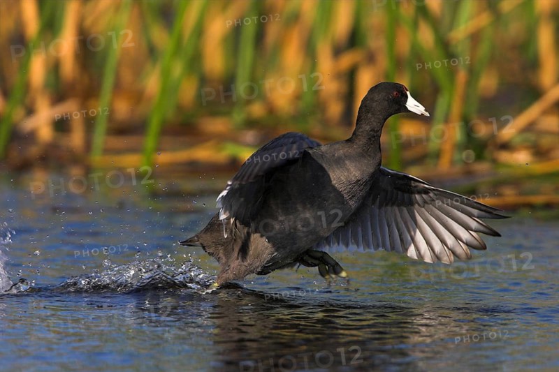 American Coot (Fulica americana), Florida, USA