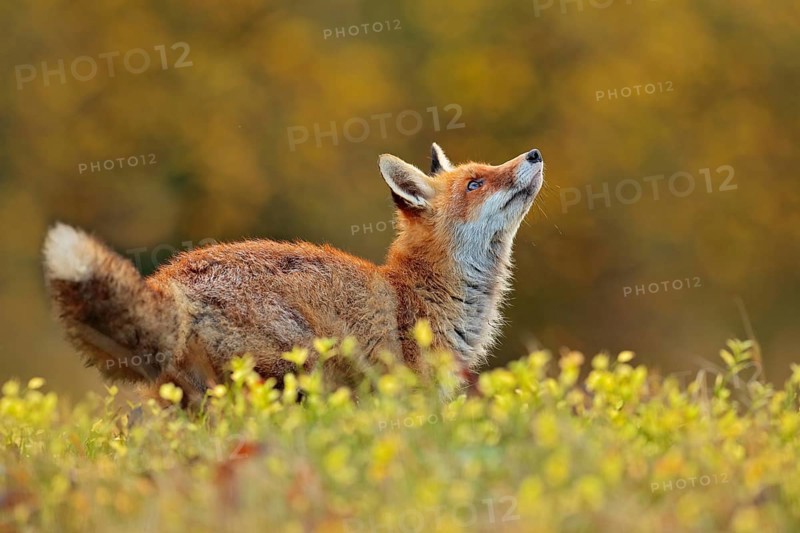 Cute Red Fox, Vulpes vulpes in fall forest. Beautiful animal in the nature habitat. Wildlife scene from the wild nature. Fox running in orange and yellow autumn leaves. Animal in fall wood habitat