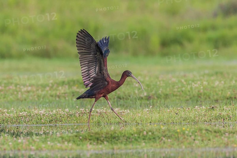 Braunsichler (Plegadis falcinellus) Glossy Ibis