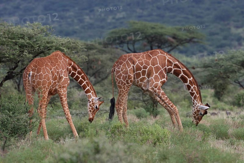 Reticulated Giraffes (Giraffa camelopardalis reticulata) two young male grazing, Samburu National Reserve, Kenya