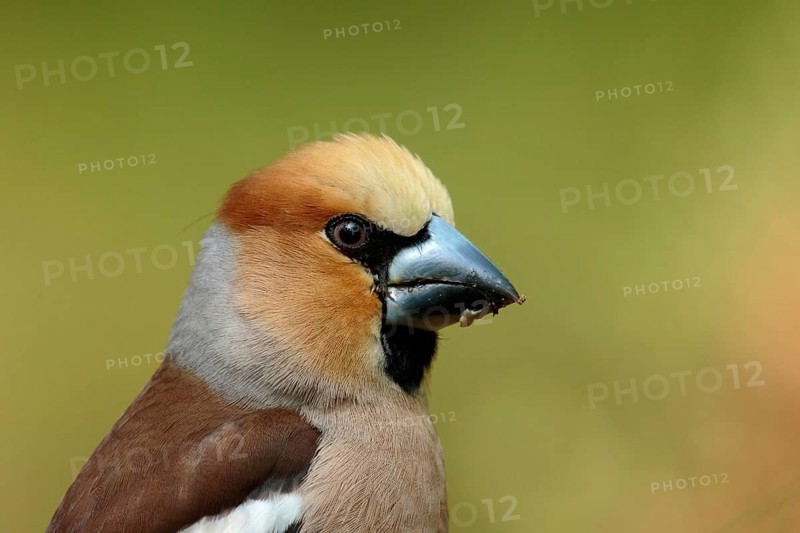 Appelvink, Hawfinch, Coccothraustes coccothraustes