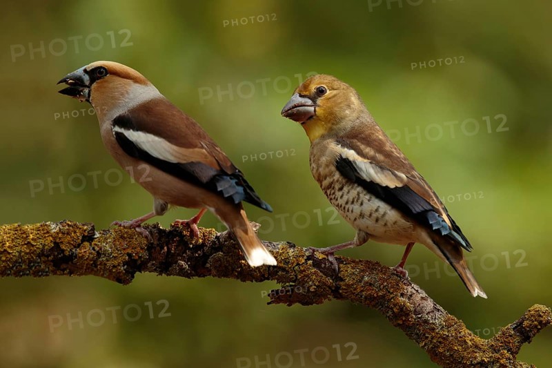Appelvink bedelend op tak, Hawfinch begging on branch