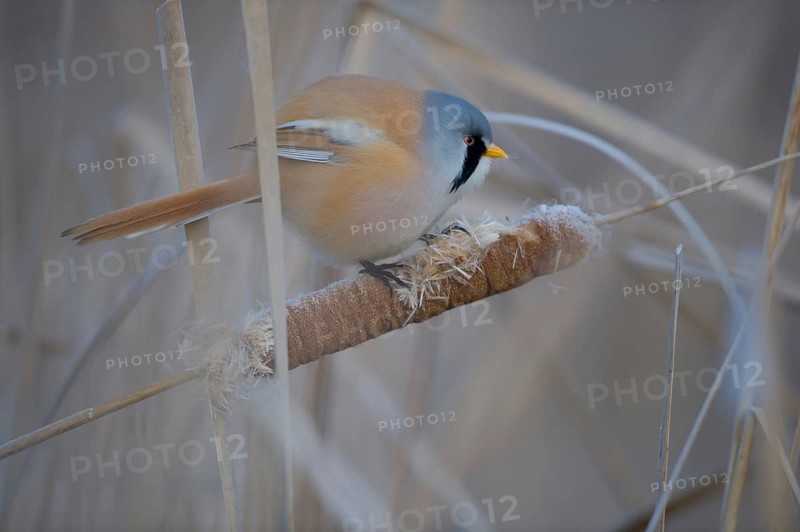 Bearded Reedling (Panurus biarmicus) male feeding on cattail seed, Thuringia, Germany