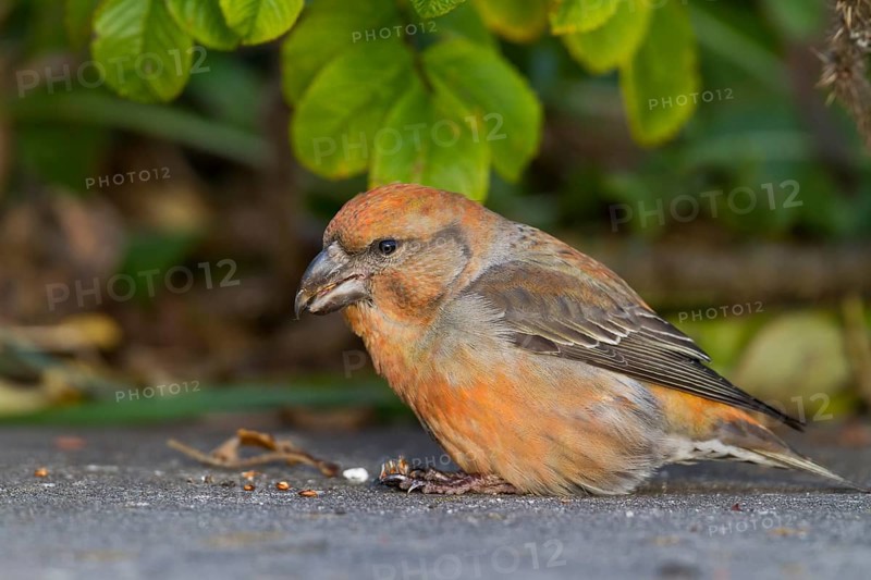 Parrot Crossbill - Kiefernkreuzschnabel - Loxia pytyopsittacus, Germany. male