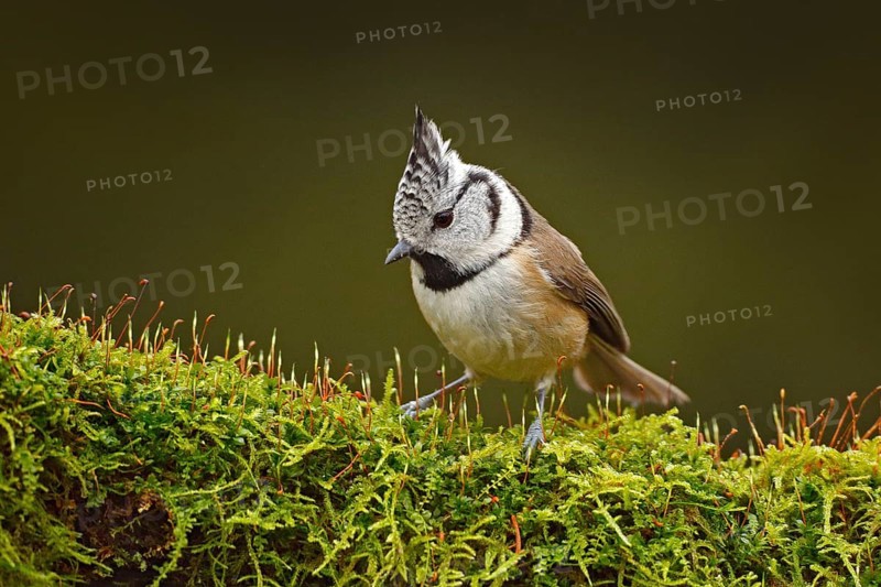 Crested Tit sitting, Songbird on beautiful green moss lichen branch with clear green background. Bird with crest, Czech Republic Bird in the nature green moss habitat. Wildlife Europe, songbird