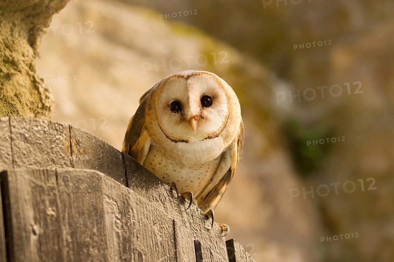 Western Barn Owl (Tyto alba), Germany