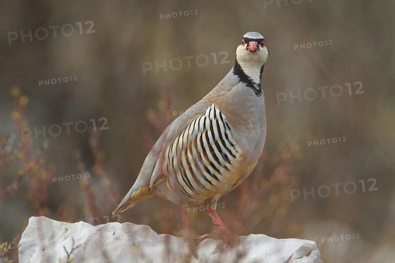 Rock Partridge (Alectoris graeca), Istria, Croatia