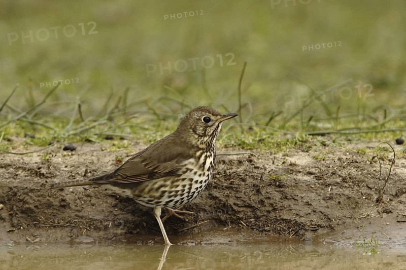 Song Thrush (Turdus philomelos), Andalusia, Spain