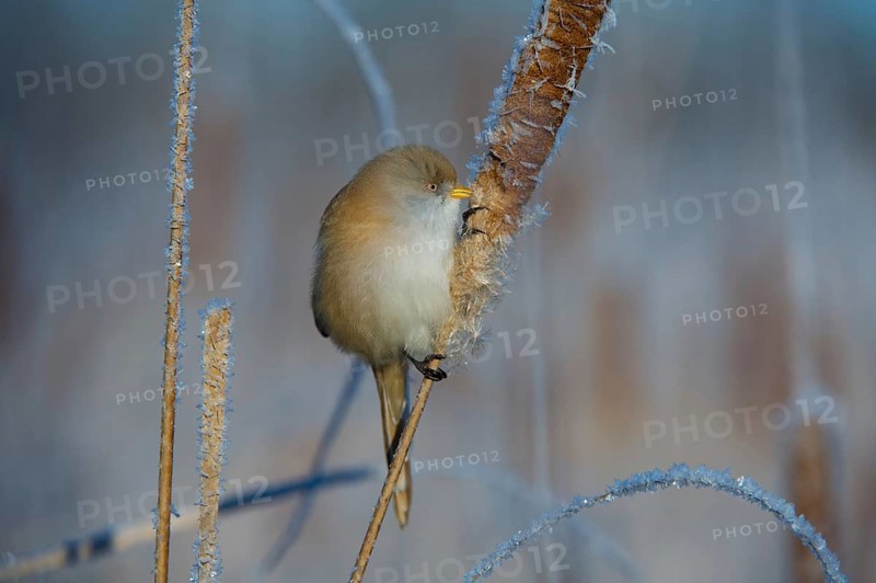 Bearded Reedling (Panurus biarmicus) female feeding on cattail seed, Thuringia, Germany