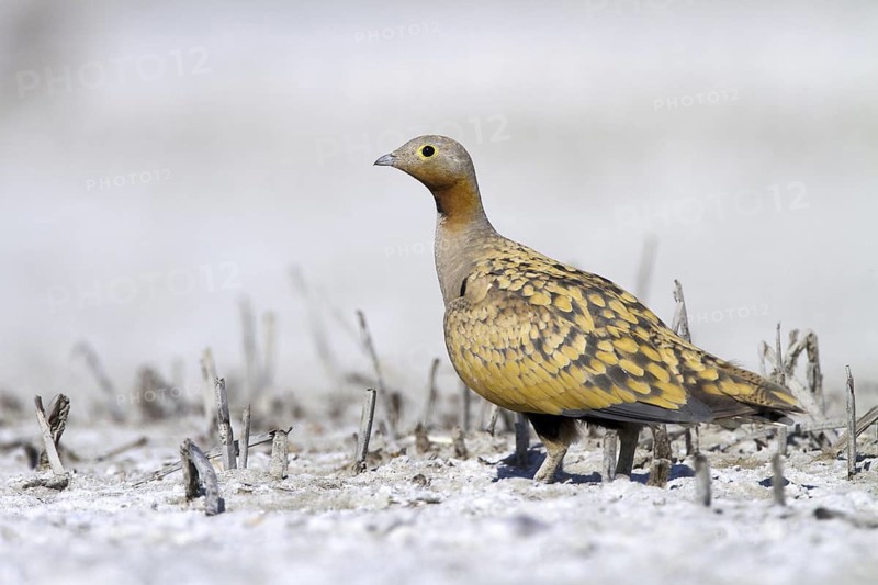 Black-bellied Sandgrouse (Pterocles orientalis) male, Castile-La Mancha, Spain