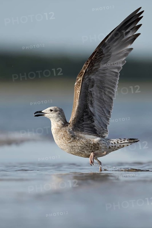 Lesser Black-backed Gull (Larus fuscus fuscus) juvenile taking flight, Mecklenburg-Western Pomerania, Germany
