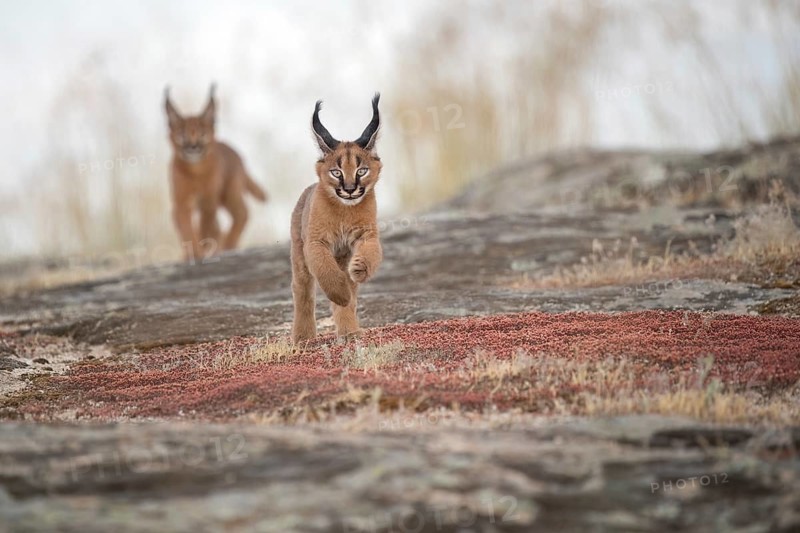 Caracal (Caracal caracal) two cubs playing, Castile-La Mancha, Spain