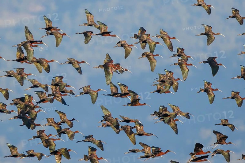 Glossy Ibis (Plegadis falcinellus) group flying, Lesvos, Greece