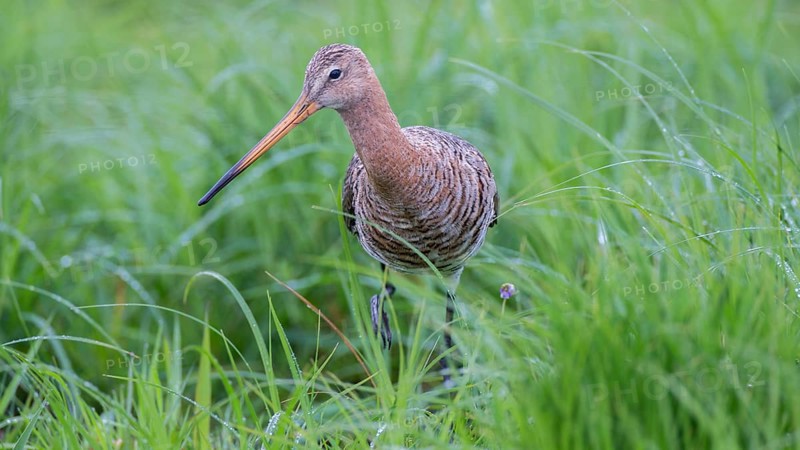 Black-tailed Godwit (Limosa limosa), Lower Saxony, Germany
