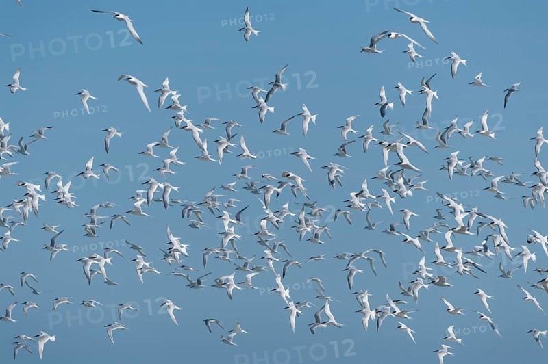 Sandwich Tern (Thalasseus sandvicensis) flock in flight, Schleswig-Holstein, Germany