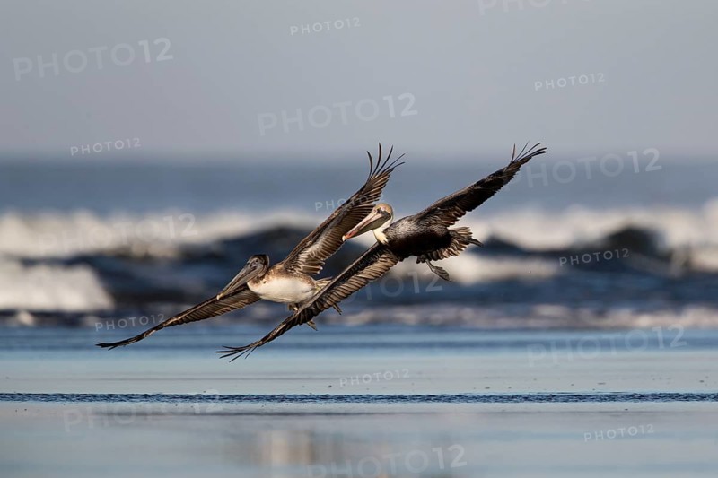 Brown Pelican (Pelecanus occidentalis) juveniles flying over the surf on the beach, Santa Rosa, Guatemala
