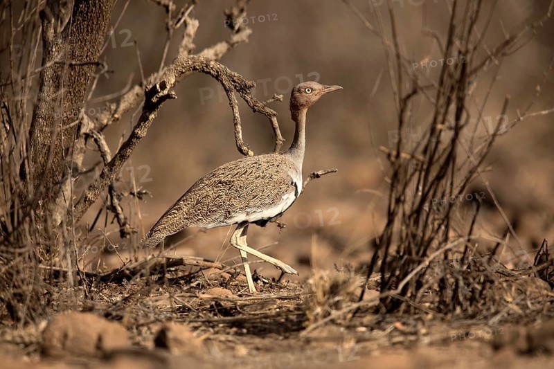 Buff-crested Bustard (Lophotis gindiana), Awash National Park, Ethiopia