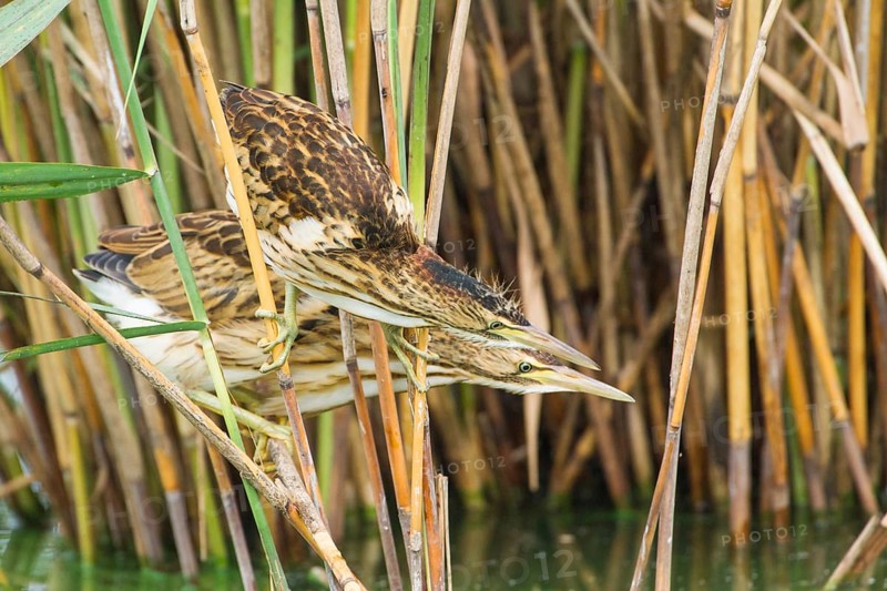 Little Bittern (Ixobrychus minutus) juveniles foraging, Thuringia, Germany