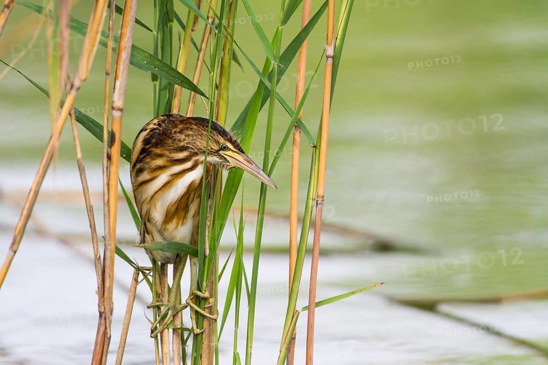 Little Bittern (Ixobrychus minutus) juvenile foraging, Thuringia, Germany