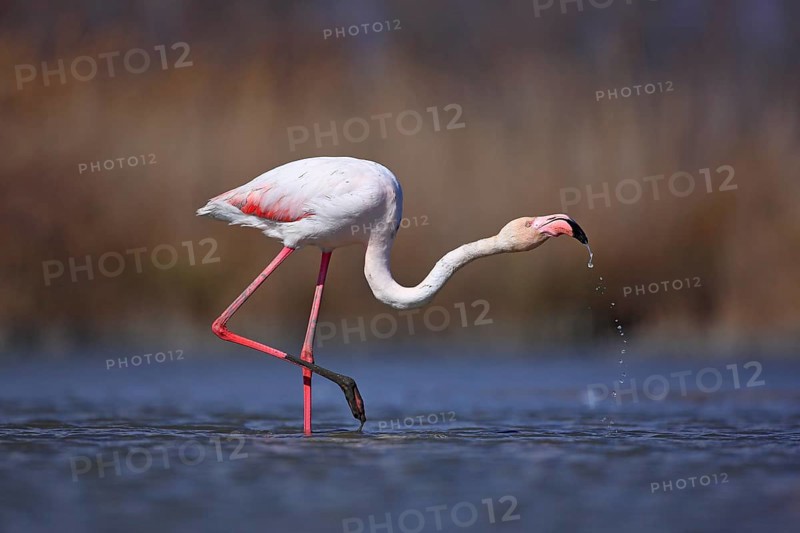 Greater Flamingo, Phoenicopterus ruber, nice pink big bird, head in the water, animal in the nature habitat, Camargue, France. Wildlife scene from wild nature. Bird drinking water. Spring in Europe