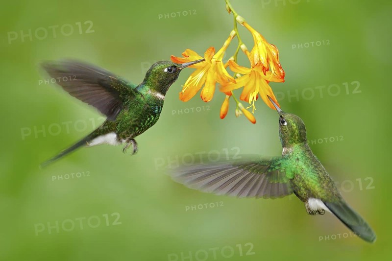 Two flying hummingbird, bird in fly. Action scene with hummingbird. Tourmaline Sunangel eating nectar from beautiful yellow flower in Ecuador. Wildlife, tropic forest. Hummingbird with orange flower