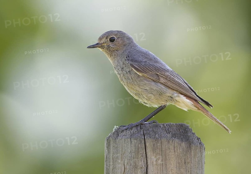 Black Redstart (Phoenicurus ochruros) female, Mecklenburg-Western Pomerania, Germany