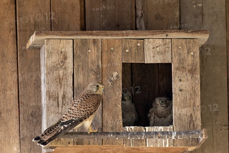 Kestrel (Falco tinnunculus)Female and two young birds at the incubator, village in Münsterland, North Rhine-Westphalia