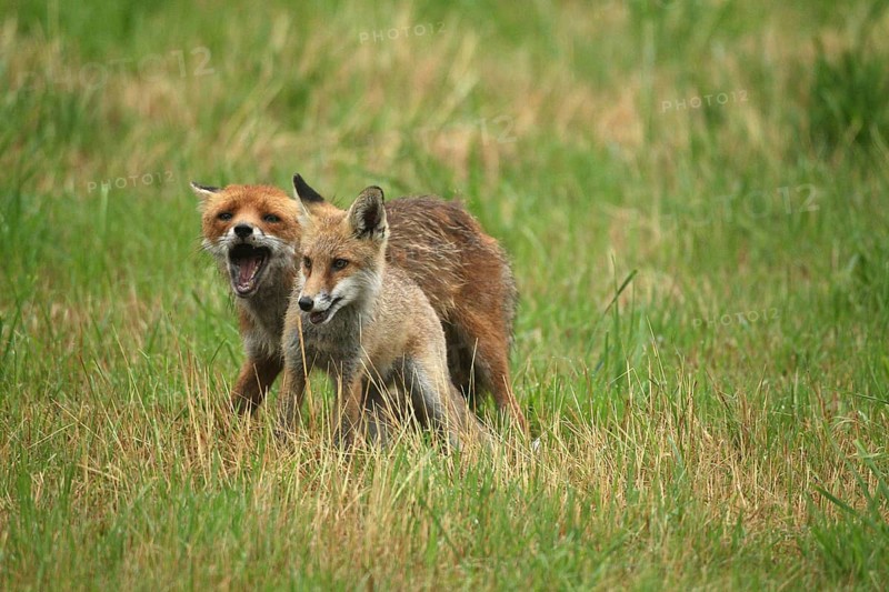 Red fox (Vulpes vulpes) male bites away weaned young, should finally become independent, mown meadow, light rain, Allgäu, Bavaria, Germany, Allgäu, Bavaria, Germany