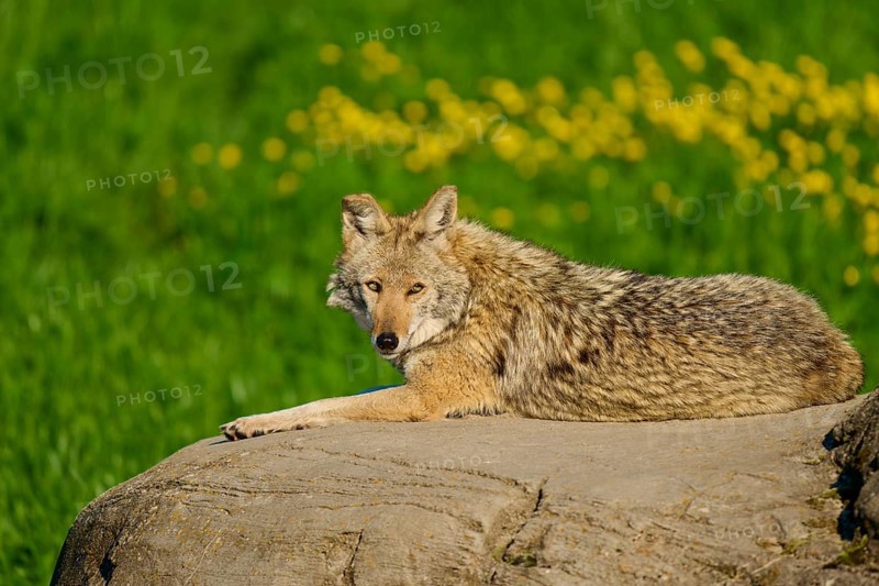 An attentive coyote gazes at a rock surrounded by green flora and yellow flowers, Coyote (Canis latrans), Spring, France