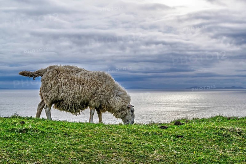 Sheeps on farms over Neist Point Lighthouse, Isle of Skye, Scotland, UK