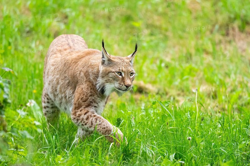 Eurasian lynx (Lynx lynx) walking in the grass, Bavaria, Germany